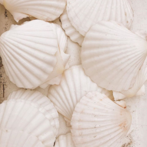 White Seashell Decor