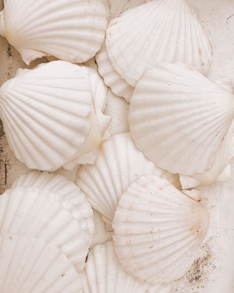 White Seashell Decor